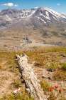 Washington State. Mt.t St. Helens is active stratovolcano. National Volcanic Monument. Wildflowers. Art Print
